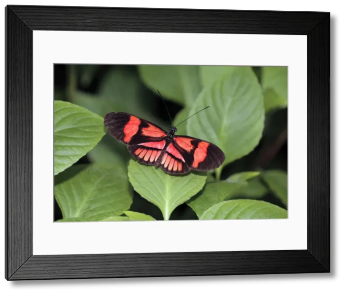 Framed Print : Postman Butterfly - resting on leaf, Emmen, Holland Framed Print : Postman Butterfly - resting on leaf, Emmen, Holland