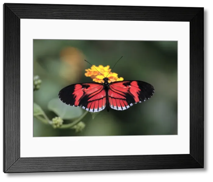 Framed Print : Postman Butterfly - feeding on flower, Emmen, Holland Framed Print : Postman Butterfly - feeding on flower, Emmen, Holland
