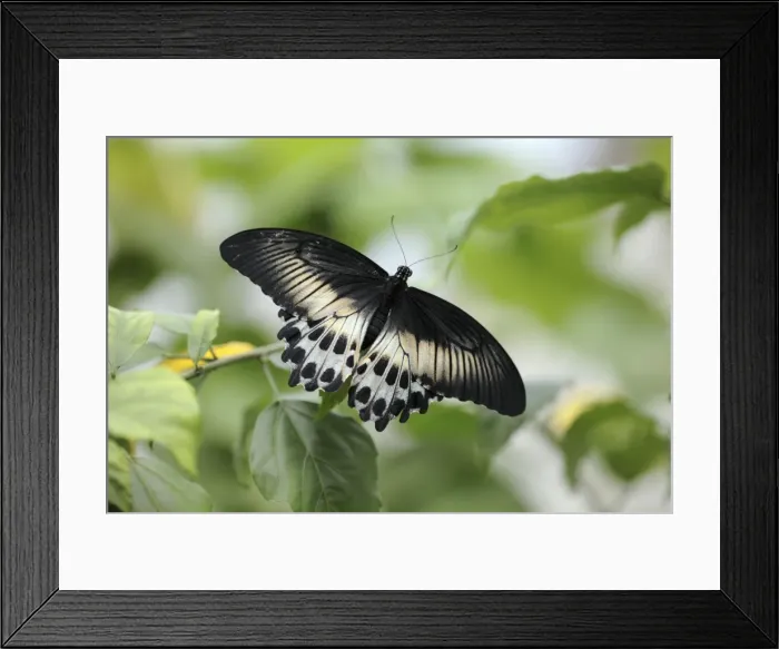 Framed Print : Blue Mormon Butterfly - female resting on leaf, Emmen, Holland Framed Print : Blue Mormon Butterfly - female resting on leaf, Emmen, Holland