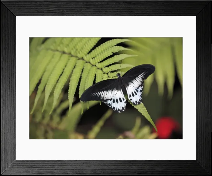 Framed Print : Blue Mormon Butterfly - male resting on fern frond Emmen, Holland