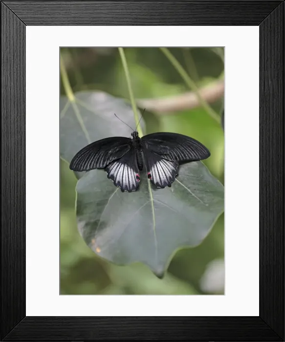 Framed Print : Scarlet Mormon Butterfly - resting on leaf, Emmen, Holland Framed Print : Scarlet Mormon Butterfly - resting on leaf, Emmen, Holland