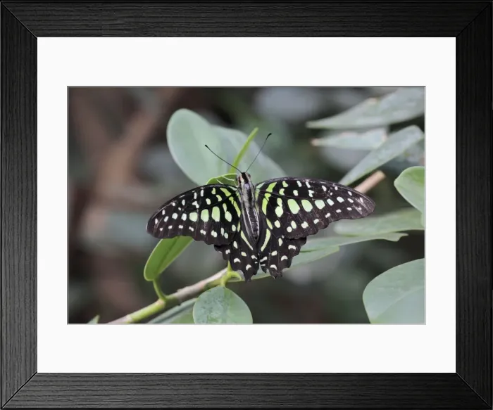 Framed Print : Tailed Jay Butterfly - resting on leaf, Emmen, Holland Framed Print : Tailed Jay Butterfly - resting on leaf, Emmen, Holland