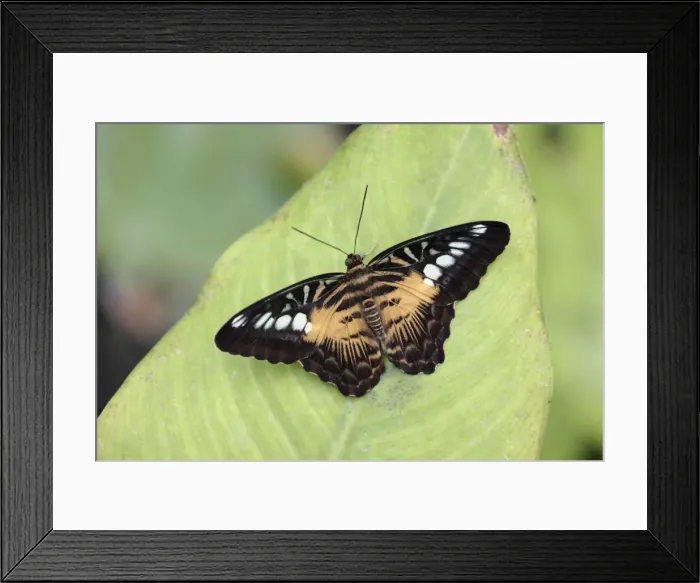 Framed Print : The Clipper Butterfly - resting on leaf, Emmen, Holland Framed Print : The Clipper Butterfly - resting on leaf, Emmen, Holland