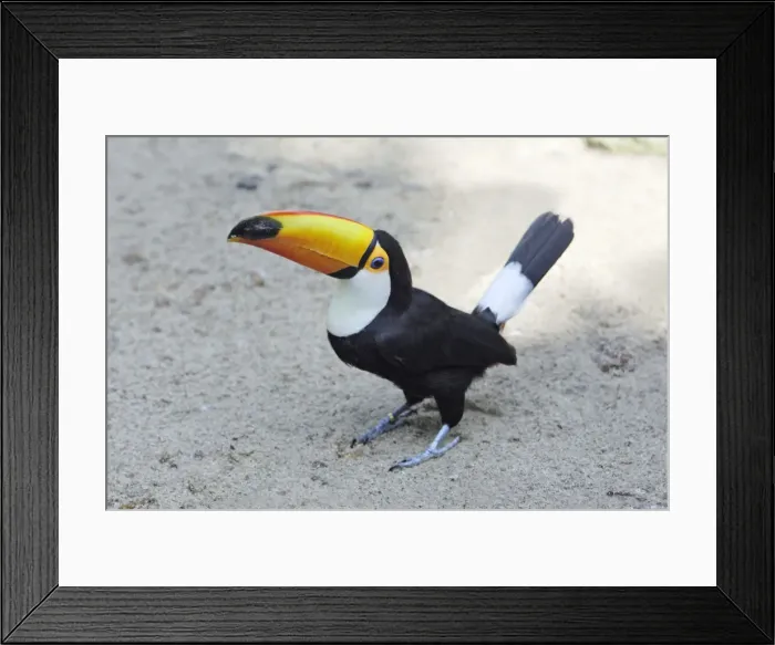 Framed Print : Toco Toucan - on the ground, Lower Saxony, Germany