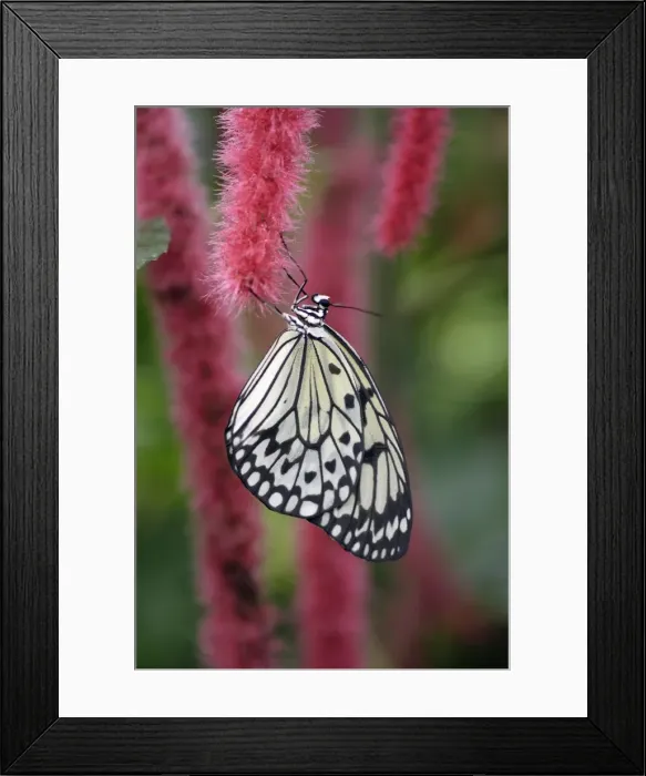 Framed Print : Tree Nymph Butterfly - resting with wings closed, Emmen, Holland Framed Print : Tree Nymph Butterfly - resting with wings closed, Emmen, Holland