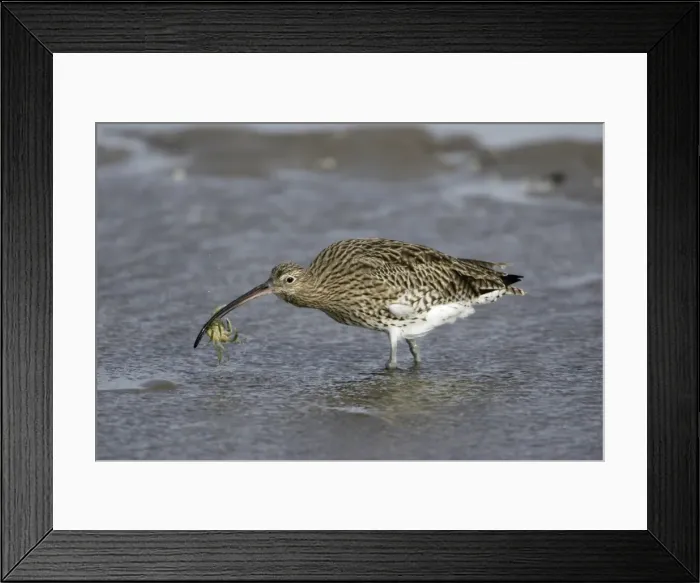 Framed Print : Curlew - on mudflats with caught crab, Lindisfarne National Nature Reserve, Northumberland, autumn, England Framed Print : Curlew - on mudflats with caught crab, Lindisfarne National Nature Reserve, Northumberland, autumn, England