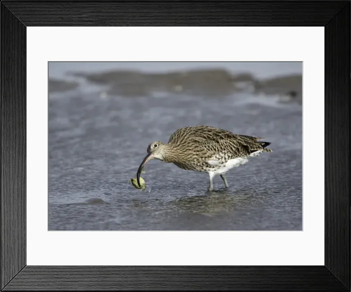 Framed Print : Curlew - on mudflats with caught crab, Lindisfarne National Nature Reserve, Northumberland, autumn, England Framed Print : Curlew - on mudflats with caught crab, Lindisfarne National Nature Reserve, Northumberland, autumn, England