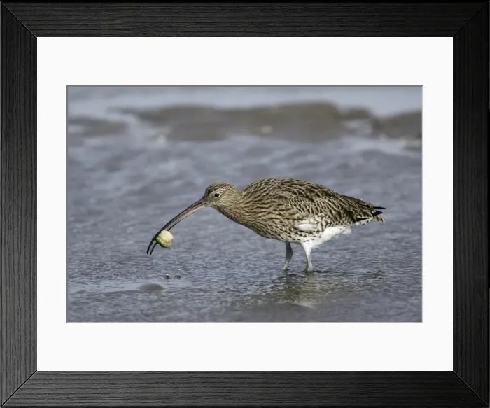 Framed Print : Curlew - on mudflats with caught crab, Lindisfarne National Nature Reserve, Northumberland, autumn, England Framed Print : Curlew - on mudflats with caught crab, Lindisfarne National Nature Reserve, Northumberland, autumn, England
