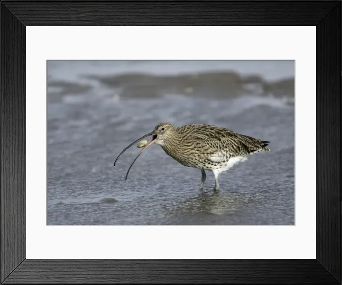 Framed Print : Curlew - on mudflats swallowing caught crab, Lindisfarne National Nature Reserve, Northumberland, autumn, England