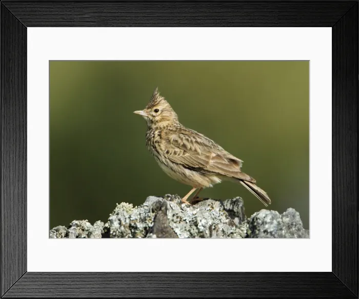Framed Print : Thekla Lark - perched on stone, Alentejo, Portugal Framed Print : Thekla Lark - perched on stone, Alentejo, Portugal