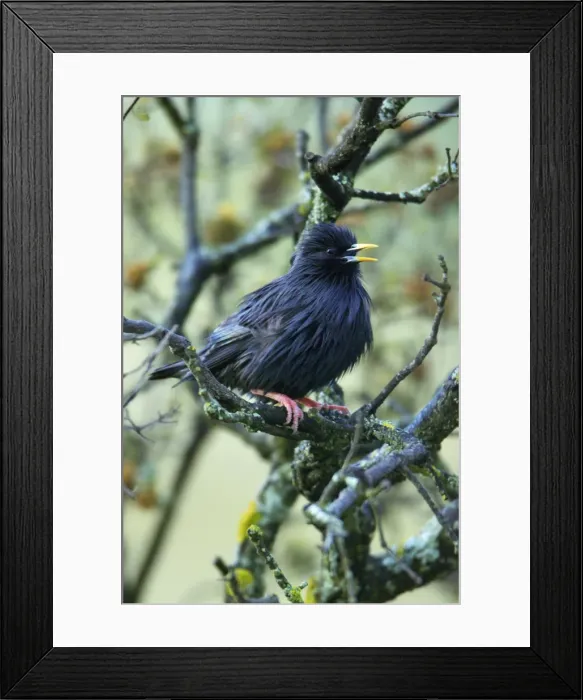 Framed Print : Spotless Starling - singing from branch, Alentejo, Portugal Framed Print : Spotless Starling - singing from branch, Alentejo, Portugal