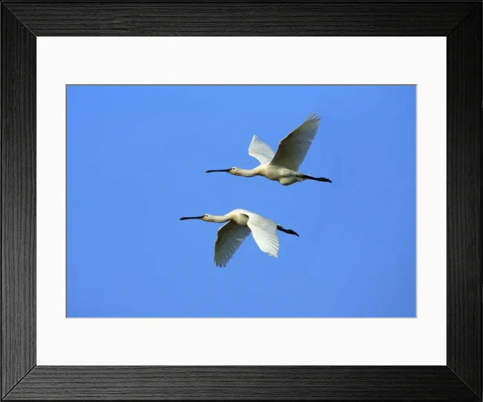 Framed Print : Spoonbill - pair in flight, Texel, Holland (Manipulated Image - Bird on top added to image) Framed Print : Spoonbill - pair in flight, Texel, Holland (Manipulated Image - Bird on top added to image)