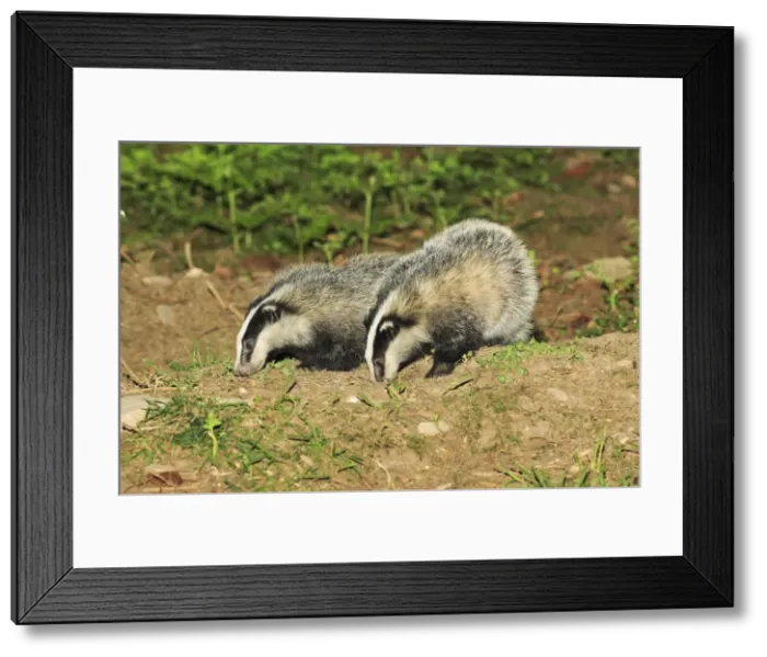 Framed Print : Badger - 2 young animals beside sett, Lower Saxony, Germany Framed Print : Badger - 2 young animals beside sett, Lower Saxony, Germany