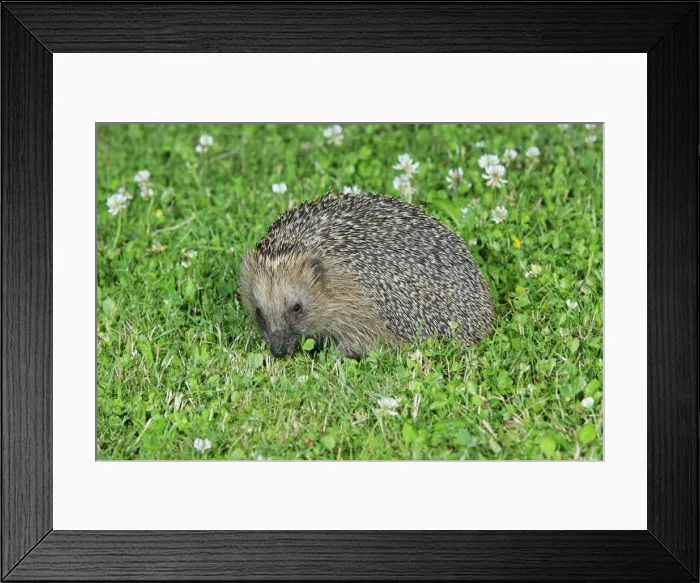 Framed Print : Hedgehog - on garden lawn feeding, Lower Saxony, Germany Framed Print : Hedgehog - on garden lawn feeding, Lower Saxony, Germany