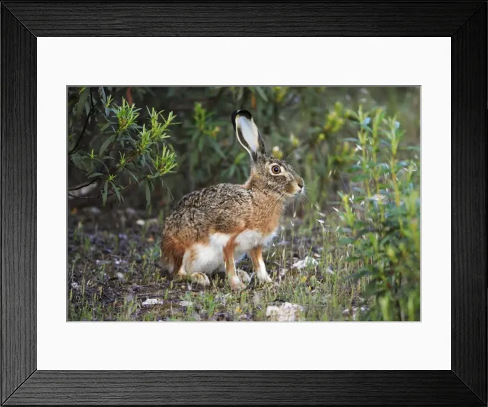 Framed Print : Iberian Hare - showing slightly blue coloured ears, Alentejo, Portugal Framed Print : Iberian Hare - showing slightly blue coloured ears, Alentejo, Portugal