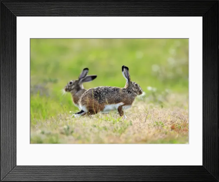 Framed Print : Iberian Hare - pair carrying out breeding ritual, Alentejo, Portugal Framed Print : Iberian Hare - pair carrying out breeding ritual, Alentejo, Portugal