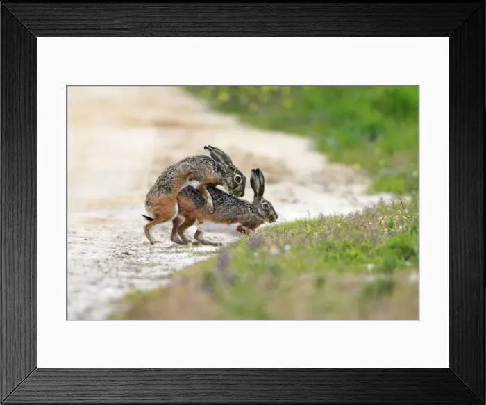 Framed Print : Iberian Hare - pair copulating, Alentejo, Portugal Framed Print : Iberian Hare - pair copulating, Alentejo, Portugal