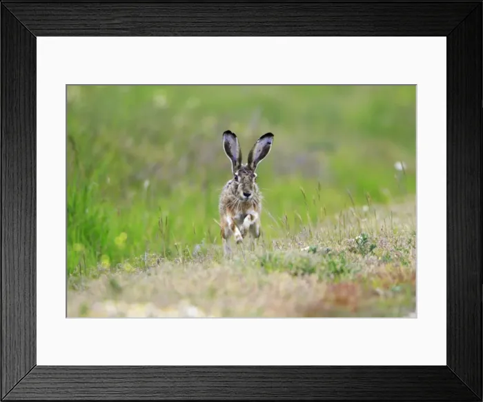 Framed Print : Iberian Hare - on the alert, Alentejo, Portugal Framed Print : Iberian Hare - on the alert, Alentejo, Portugal
