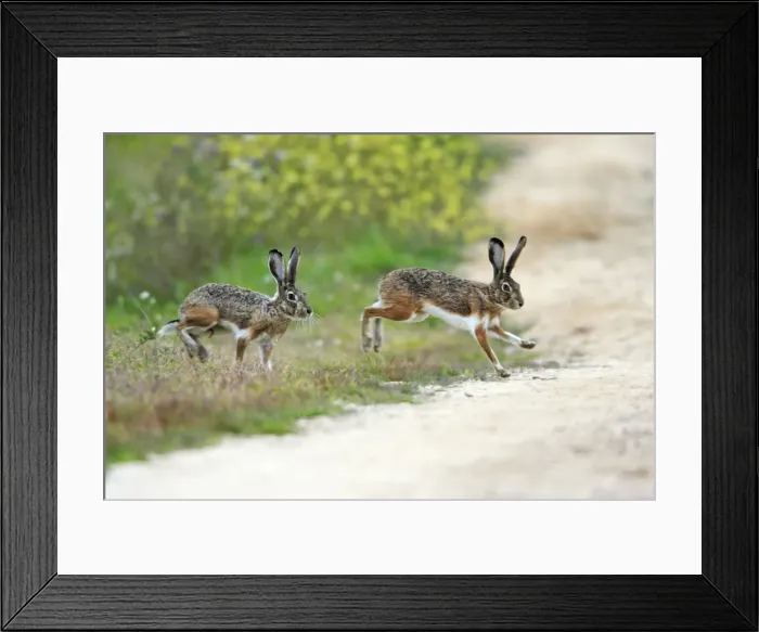 Framed Print : Iberian Hare - pair carrying out breeding ritual, Alentejo, Portugal Framed Print : Iberian Hare - pair carrying out breeding ritual, Alentejo, Portugal