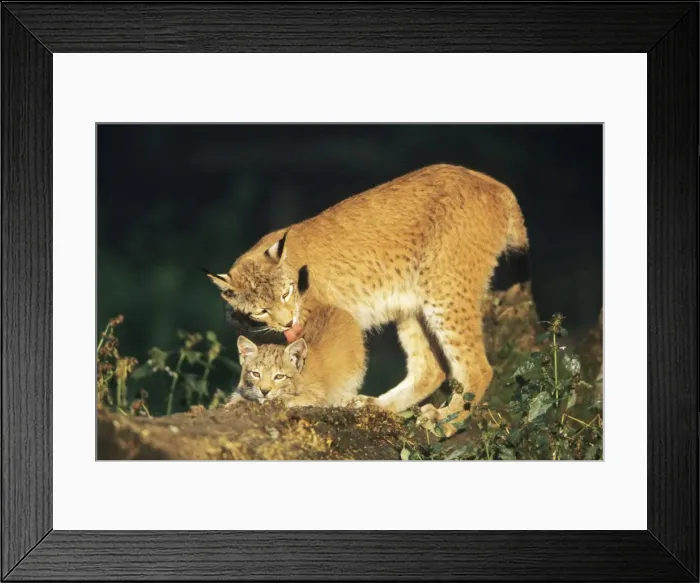 Framed Print : Lynx - female licking cub, Bavaria National Park, Germany Framed Print : Lynx - female licking cub, Bavaria National Park, Germany