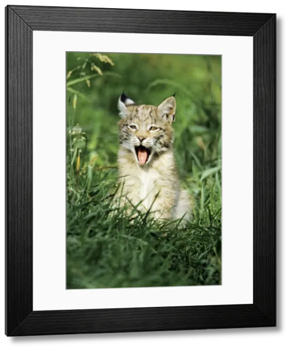 Framed Print : Lynx - cub yawning, Bavaria National Park, Germany Framed Print : Lynx - cub yawning, Bavaria National Park, Germany