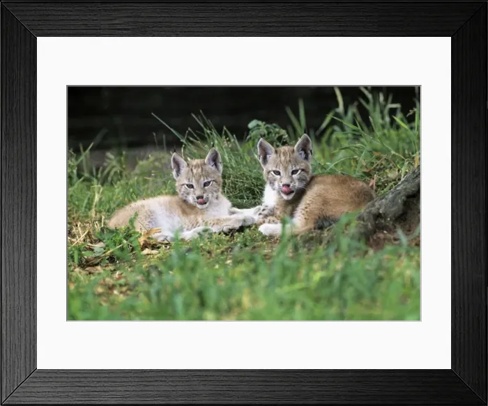 Framed Print : Lynx - 2 cubs resting, Bavaria National Park, Germany Framed Print : Lynx - 2 cubs resting, Bavaria National Park, Germany