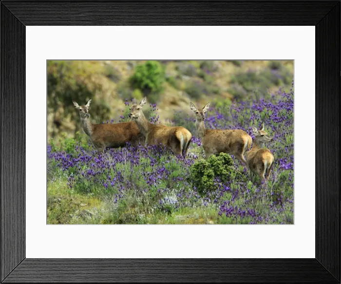 Framed Print : Red Deer - hinds with calves, amongst wild lavender, Alentejo, Portugal Framed Print : Red Deer - hinds with calves, amongst wild lavender, Alentejo, Portugal