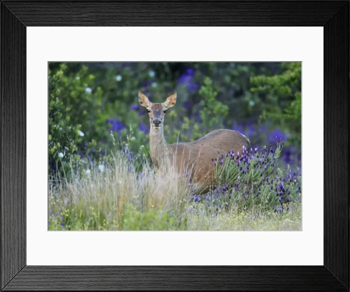 Framed Print : Red Deer - hind, amongst wild lavender, Alentejo, Portugal Framed Print : Red Deer - hind, amongst wild lavender, Alentejo, Portugal