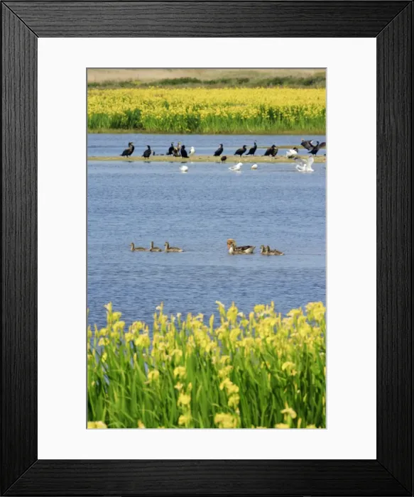 Framed Print : Lagoon landscape - birds resting and feeding, between sand dunes, Texel, Holland