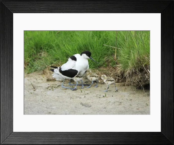 Framed Print : Avocet - parent bird warming chicks, Texel, Holland Framed Print : Avocet - parent bird warming chicks, Texel, Holland