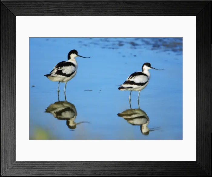 Framed Print : Avocet - 2 birds resting, Holland, Texel Framed Print : Avocet - 2 birds resting, Holland, Texel
