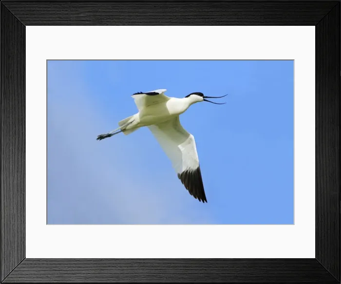 Framed Print : Avocet - in flight, calling, Holland, Texel Framed Print : Avocet - in flight, calling, Holland, Texel