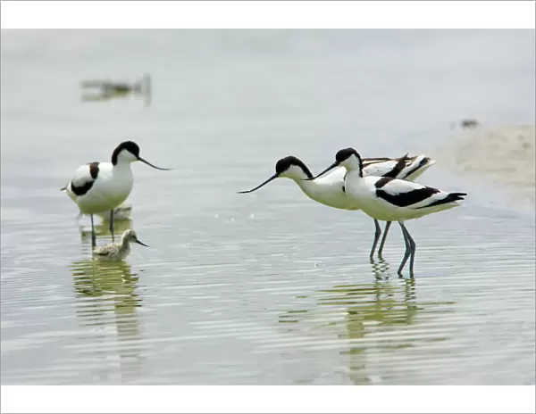 Avocet - 3 adult birds and 1 chick, Texel, Holland