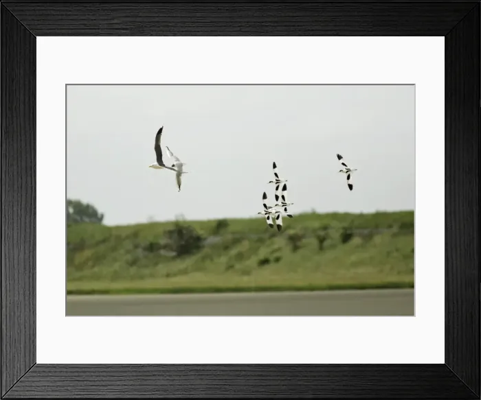 Framed Print : Avocet - 5 birds chasing gulls away from nests, Texel, Holland Framed Print : Avocet - 5 birds chasing gulls away from nests, Texel, Holland
