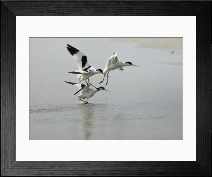 Framed Print : Avocet - 3 birds fighting over territory, Texel, Holland Framed Print : Avocet - 3 birds fighting over territory, Texel, Holland