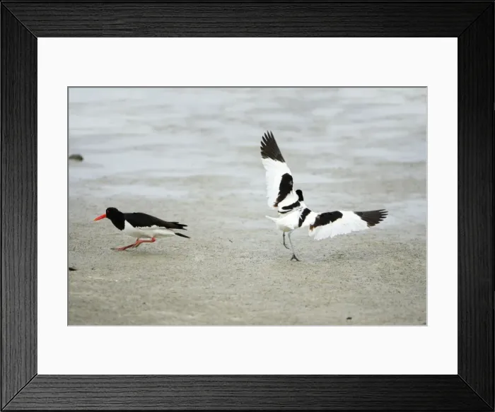 Framed Print : Avocet - chasing off oystercatcher ( Haematopus ostralegus), Texel, Holland Framed Print : Avocet - chasing off oystercatcher ( Haematopus ostralegus), Texel, Holland