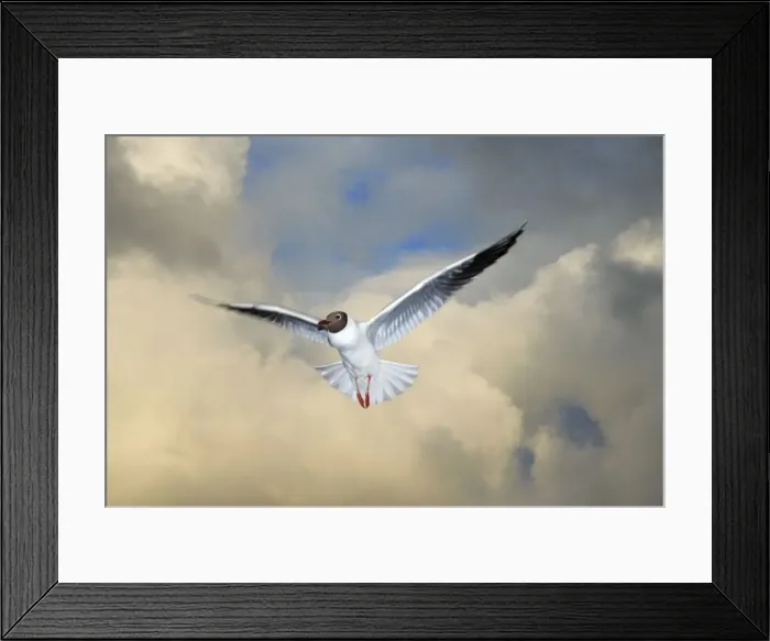 Framed Print : Black-headed Gull - in flight, Texel, Holland Framed Print : Black-headed Gull - in flight, Texel, Holland