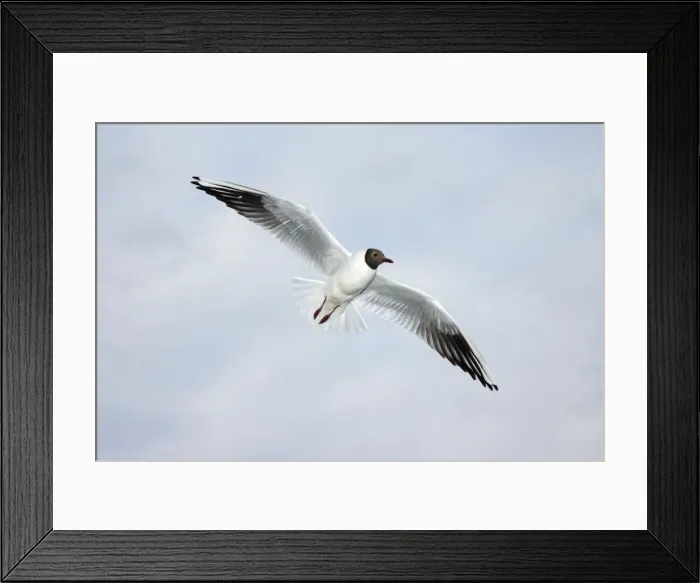 Framed Print : Black-headed Gull - in flight, Texel, Holland Framed Print : Black-headed Gull - in flight, Texel, Holland