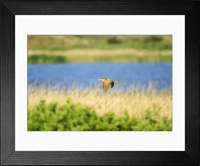Framed Print : Bittern - flying over breeding territory, Texel, Holland Framed Print : Bittern - flying over breeding territory, Texel, Holland