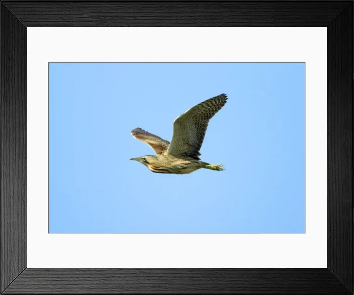 Framed Print : Bittern - in flight, Texel, Holland Framed Print : Bittern - in flight, Texel, Holland