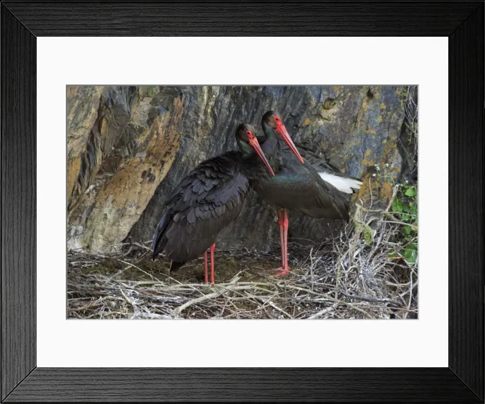 Framed Print : Black Stork - pair at nest, Portugal Framed Print : Black Stork - pair at nest, Portugal