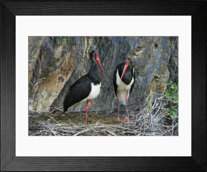 Framed Print : Black Stork - pair at nest, Portugal Framed Print : Black Stork - pair at nest, Portugal