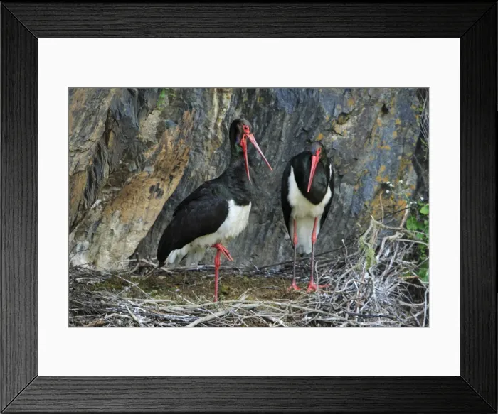 Framed Print : Black Stork - pair at nest, Portugal Framed Print : Black Stork - pair at nest, Portugal