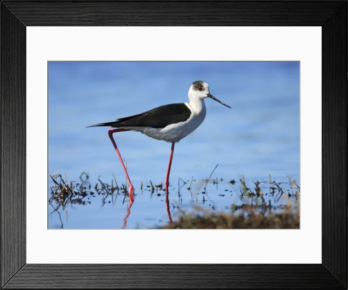 Framed Print : Black-winged Stilt - searching for food, Alentejo, Portugal