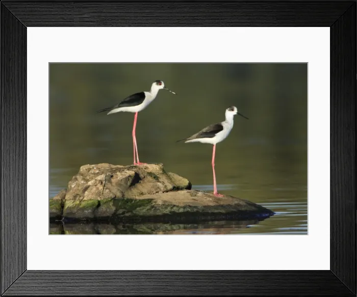 Framed Print : Black-winged Stilt - pair resting on rock, Alentejo, Portugal Framed Print : Black-winged Stilt - pair resting on rock, Alentejo, Portugal