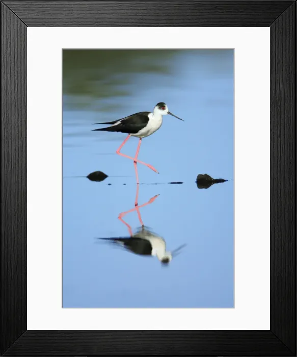Framed Print : Black-winged Stilt - searching for food, Alentejo, Portugal Framed Print : Black-winged Stilt - searching for food, Alentejo, Portugal