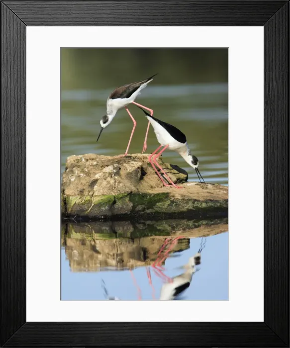 Framed Print : Black-winged Stilt - pair displaying, Alentejo, Portugal