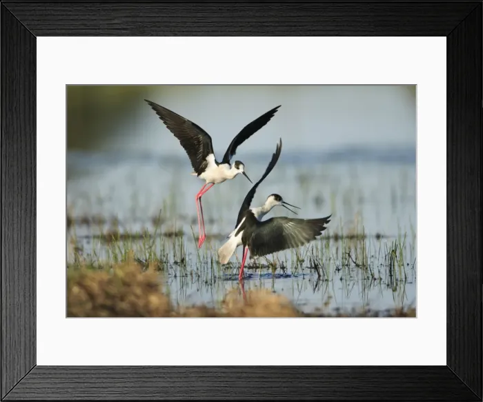 Framed Print : Black-winged Stilt - rival birds fighting over territory, Alentejo, Portugal Framed Print : Black-winged Stilt - rival birds fighting over territory, Alentejo, Portugal