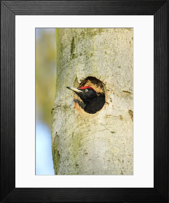 Framed Print : Black Woodpecker - male at nest entrance, Lower Saxony, Germany Framed Print : Black Woodpecker - male at nest entrance, Lower Saxony, Germany