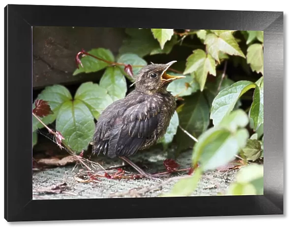 Blackbird - fledgling in garden, Lower Saxony, Germany